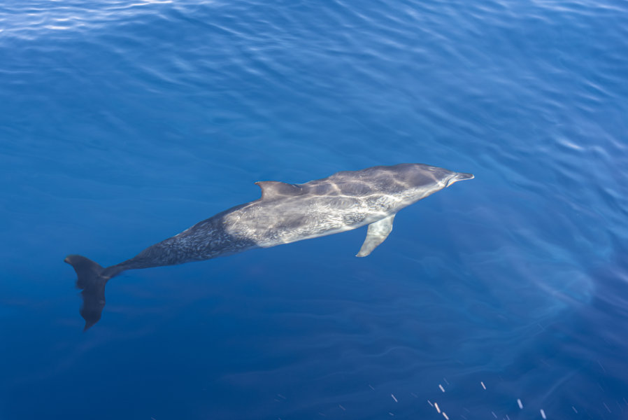 Delfin Moteado - Tenerife - islas Canarias - España 03 .jpg